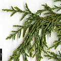 SpeciesSub: var. sperryi